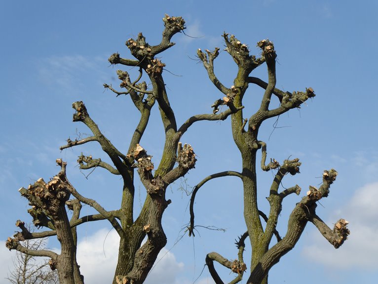 seven benefits of tree topping