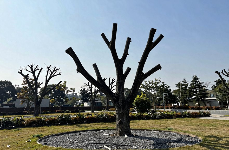 7 Benefits of Tree Topping for Your Landscape 1 topping harms tree integrity long term
