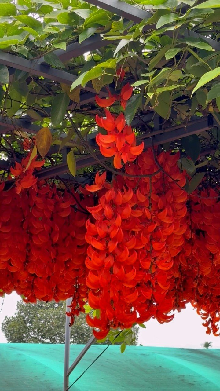 Cascading clusters of bright orange-red climbing flowers hanging from a green leafy pergola structure.