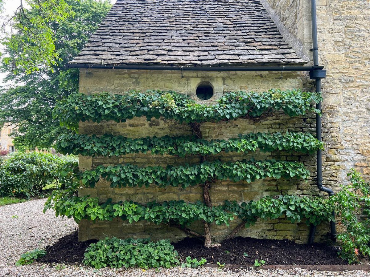 A climbing hydrangea plant trained in horizontal rows against a stone building wall.