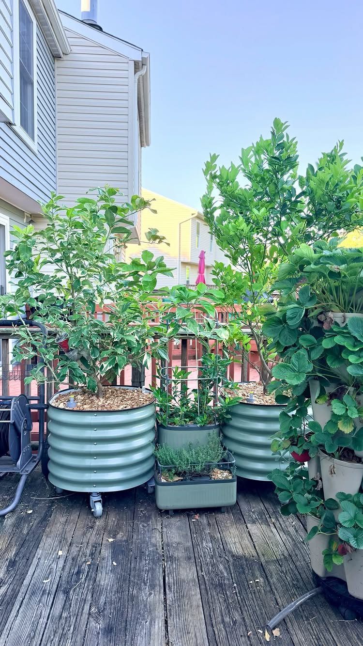 Large corrugated metal planters with green plants sitting on a wooden outdoor deck.