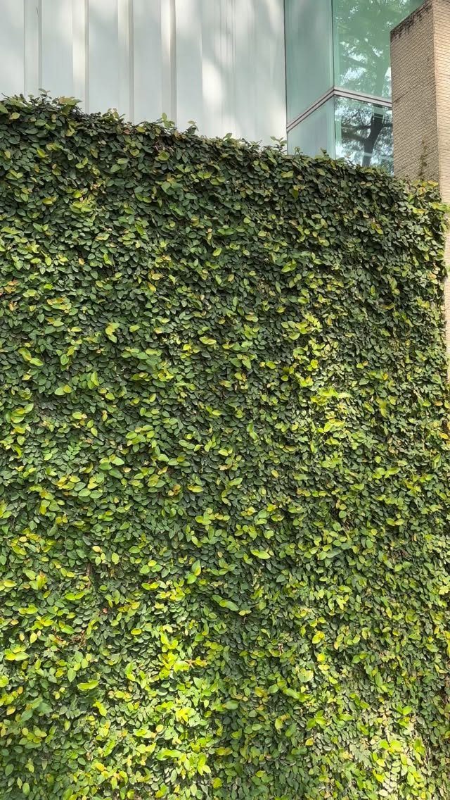 Dense green climbing ivy covering a large vertical wall of a building.