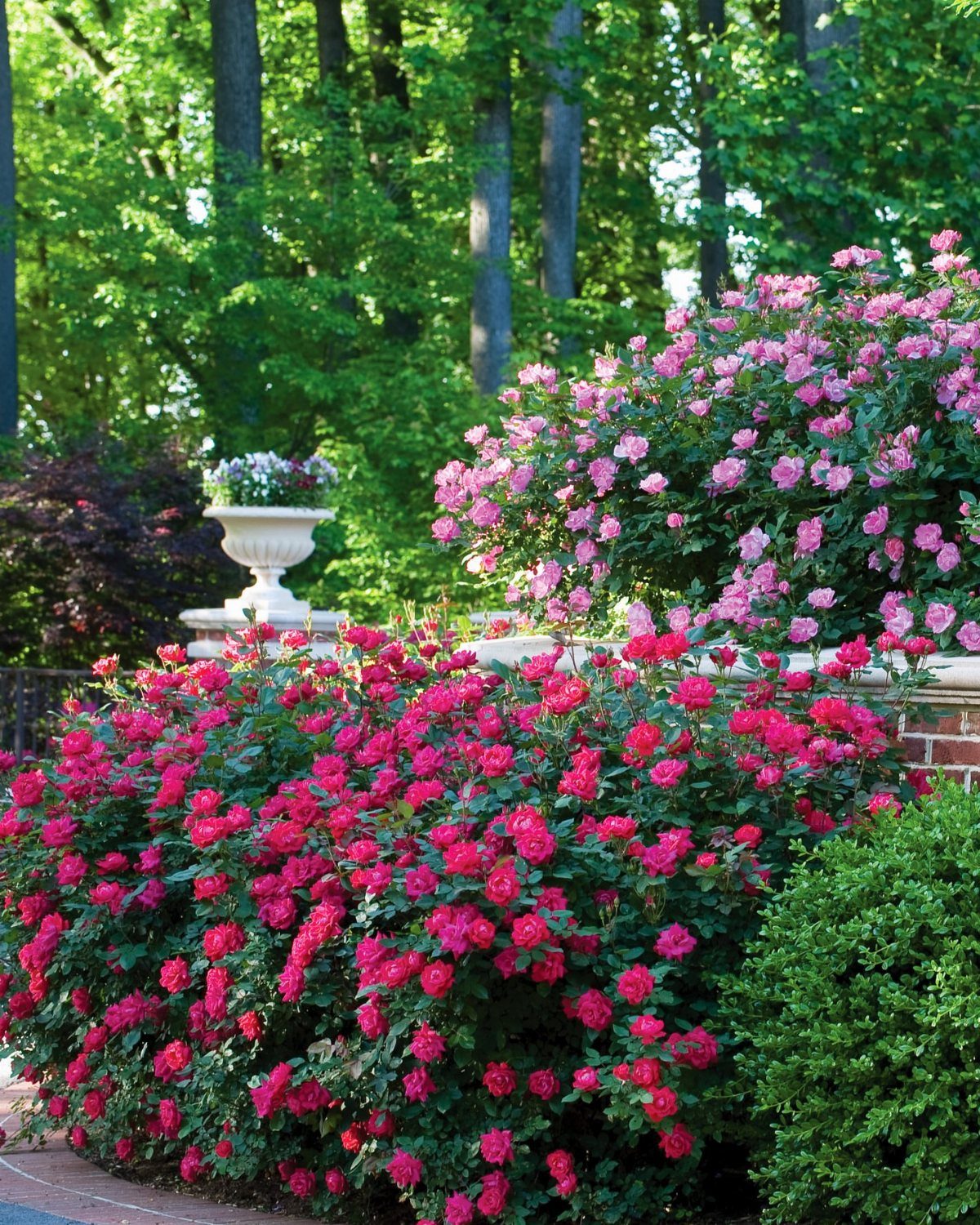 Vibrant pink and red rose bushes blooming in a lush green garden setting.