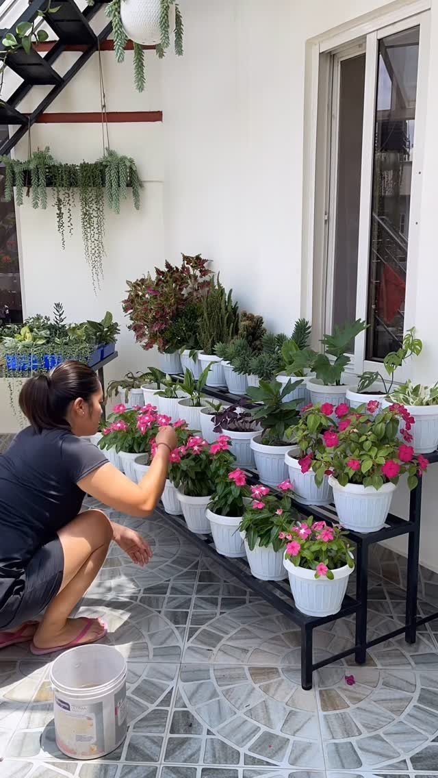 A woman tends to pink flowering plants in white pots on a tiered black stand.