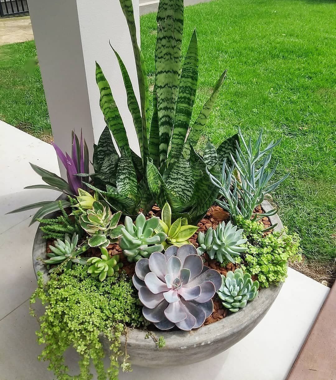 Various green and blue succulents planted together in a large grey stone bowl outdoors.